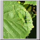 Leptophyes punctatissima - Punktierte Zartschrecke 04.jpg